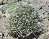English thyme (Thymus vulgaris) plant