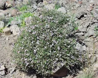 English thyme (Thymus vulgaris) plant