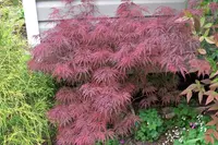 Cutleaf Japanese Maple