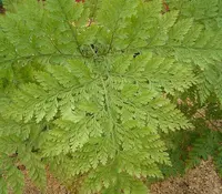 hare's-foot fern (Davallia canariensis) plant