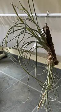 reflexed airplant