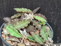 Euphorbia decaryi