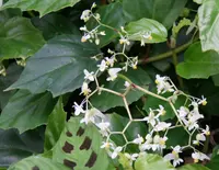 climbing sorrel