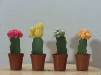 Moon Cactus (Gymnocalycium mihanovichii) plant