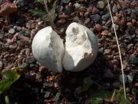 Dusty Puffball