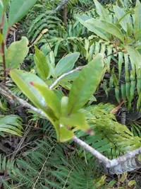 Antidesma madagascariense