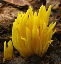 Golden Spindles