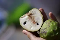 Annona amazonica fruit