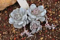 Echeveria laui (Echeveria laui) plant
