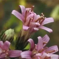 sacapellote (Acourtia microcephala) plant