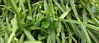 Cissus quadrangularis leaves