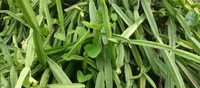 Cissus quadrangularis leaves