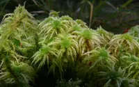 sphagnum (Sphagnum squarrosum) plant