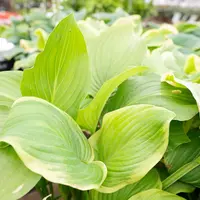 Hosta