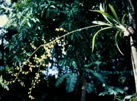 Oncidium baueri