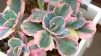 Kalanchoe fedtschenkoi leaves