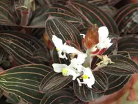 Ludisia discolor flowers