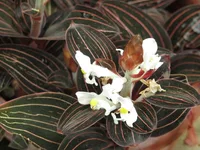 Ludisia discolor flowers