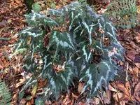 Cut-leaved Begonia