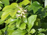Japanese spurge