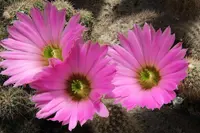 Echinocereus sciurus