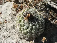 Coryphantha maiz-tablasensis