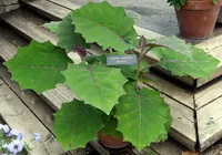 naranjilla (Solanum quitoense) plant