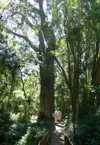 yellowwood