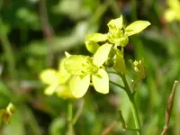 Diplotaxis virgata