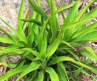 twist-leaf yucca