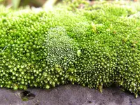 silvergreen bryum moss