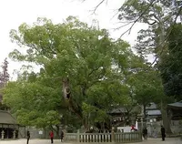 camphortree (Cinnamomum camphora) plant