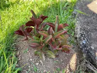 Kalanchoe sexangularis
