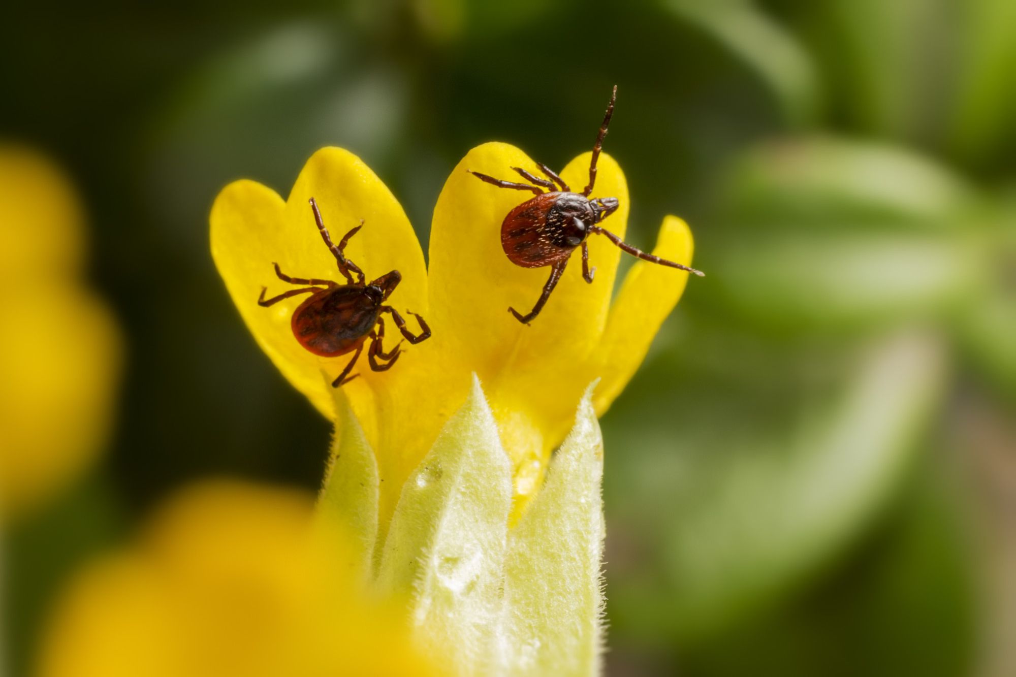 Tiny Black Bugs That Look Like Poppy Seeds - Ticks