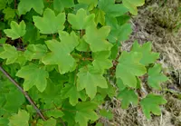 Balkan maple (Acer hyrcanum) plant