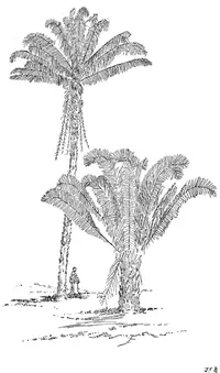 Acuri Palm