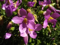 Sea Rose (Orphium frutescens) plant