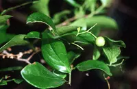 farkleberry