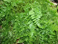 iron fern