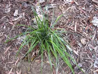 Coastal Astelia (Astelia banksii) plant