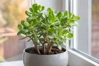 Crassula ovata