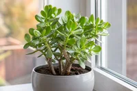 Crassula ovata