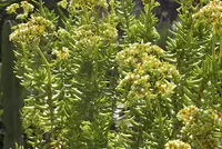 Crassula tetragona outdoor