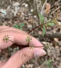 meadow alexanders