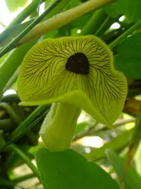 Aristolochia kaempferi