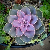 Echeveria
