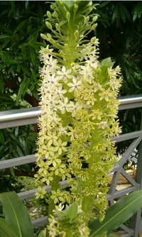 Giant Pineapple Lily