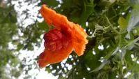 southern balsampear