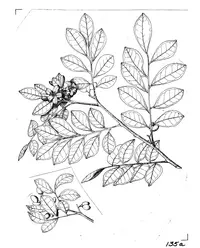 Orange jasmine (Murraya paniculata) plant