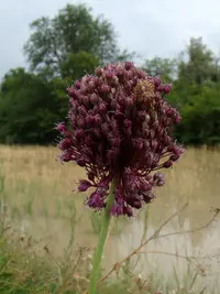 broadleaf wild leek